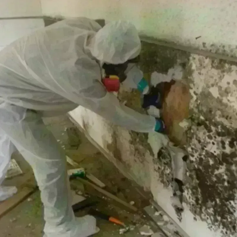 Mold Remediation and Removal in Higginsville, MO